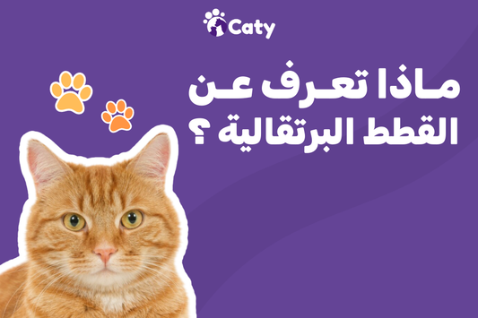 معلومات عن القطط البرتقالية 🐈