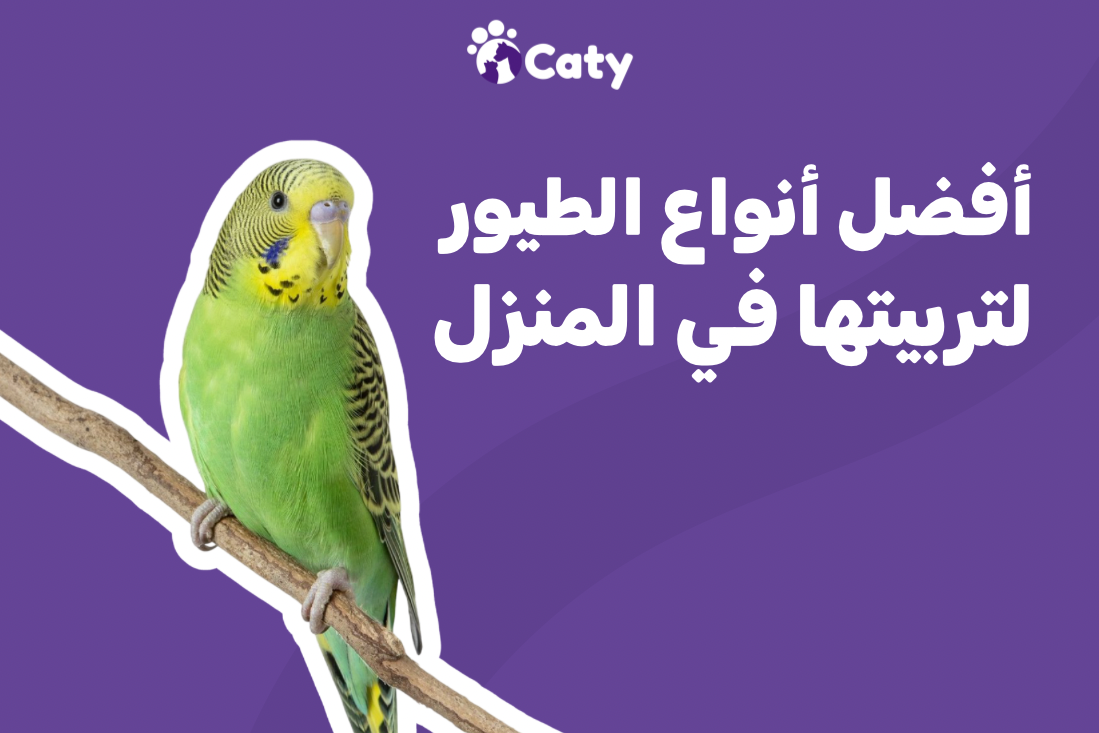 أفضل أنواع الطيور لتربيتها في المنزل 🦜