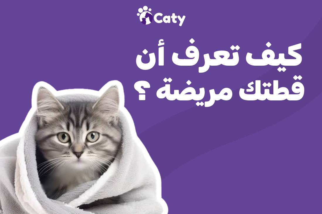 كيف تعرف أن قطتك مريضة ؟ 🐱🤒