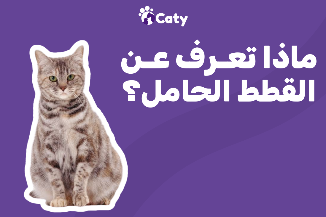 ماذا تعرف عن القطط الحامل ؟ 🐈