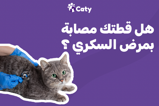 هل قطتك مصابة بمرض السكري ؟ 🐱🩺