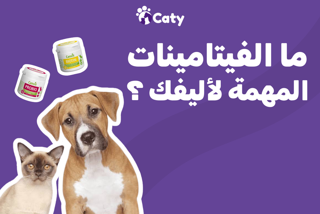 ما هي الفيتامينات المهمة لأليفك ؟ 🐶🐱